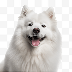 摄影灯器材图片_萨摩耶狗犬类动物白色摄影