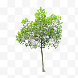 绿植树木植物乔木树枝