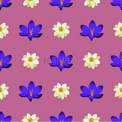 蓝色草地背景图片_紫色背景上孤立的番红花草甸花盛