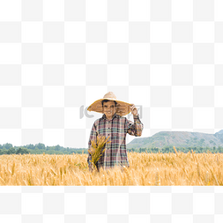 农民麦田收麦子