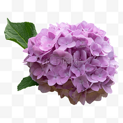 粉色花瓣元素装饰图片_绣球花花瓣鲜花摄影图植物