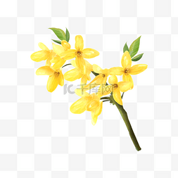 黄色连翘花卉水彩