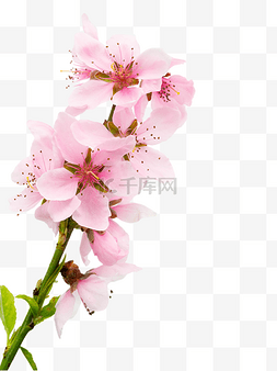 粉红顽皮豹图片_桃花花朵花卉