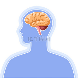 健康教育讲座图片_大脑内部器官插图人体解剖学医疗