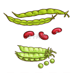 绿豌豆豆豆和豆类素描图标