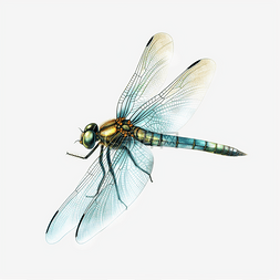 珍稀昆虫图片_夏天飞来飞去的蜻蜓昆虫
