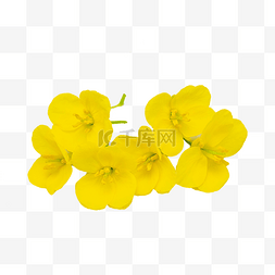 黄色油菜花小花