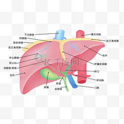 医学人体器官肝脏