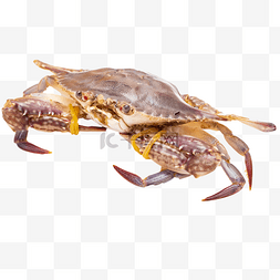 螃蟹绿布素材图片_海鲜水产螃蟹