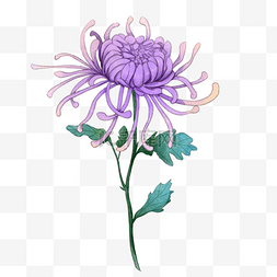 紫色水彩菊花花束