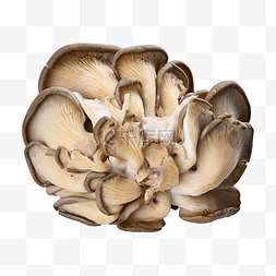 耳科图片_pleurotus ostreatus 拉蘑菇 天然蘑菇