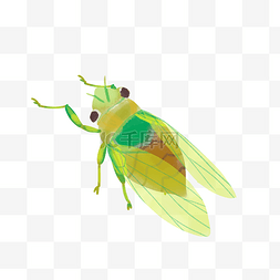 绿色蝉虫虫子
