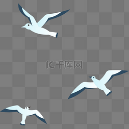 海鸥海鸟鸟类飞翔