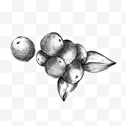 巴西莓图片_植物叶子素描风格巴西食物巴西莓