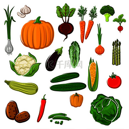 南瓜土豆玉米图片_番茄和胡椒、茄子和卷心菜、玉米