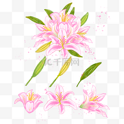 粉色的百合花香气味水彩花卉