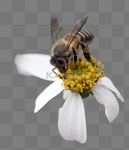蜜蜂野菊花