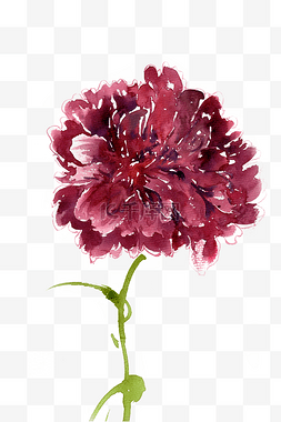 康乃馨花朵红色图片_红色的康乃馨