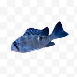 动物游泳海底鱼