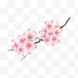 粉色樱桃树图片_水彩粉色樱花骨朵