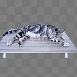 猫伸展图片_虎斑猫桌子上伸展四支躺着