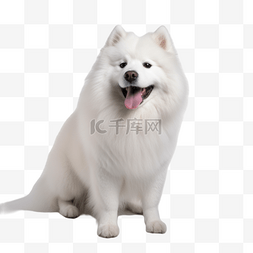 萨摩耶背影图片_萨摩耶狗犬类动物白色摄影