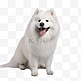 萨摩耶狗犬类动物白色摄影