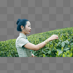 美女武士刀图片_美女茶园采茶