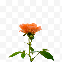 雨中花朵图片_花园下午橙色玫瑰花