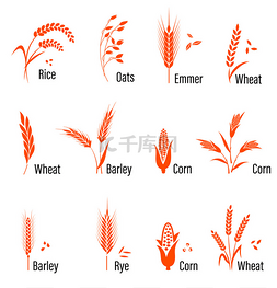 谷物图片_设置与小麦谷物图标.