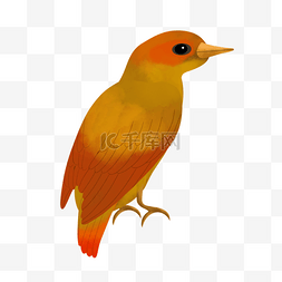 红色尾巴水彩鸟类动物