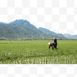 秧的农民插秧苗稻田