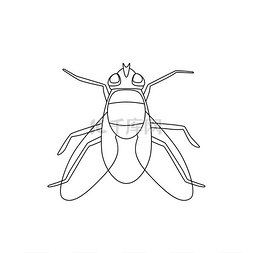 动物小房子图片_飞线绘制飞线绘制家蝇的矢量薄插