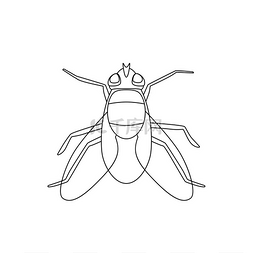 飞线绘制飞线绘制家蝇的矢量薄插
