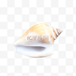 海螺艺术图片_摄影图贝类沙滩海螺