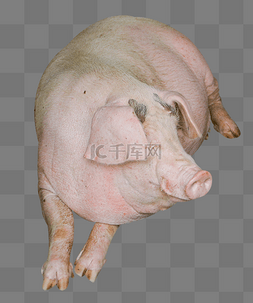 养殖场粪便图片_猪猪小猪动物