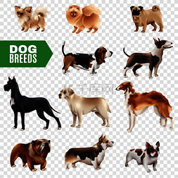 品种图标图片_彩色和孤立的狗品种图标在透明背