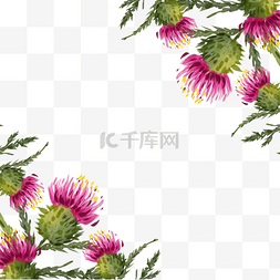 植物边框插图图片_蓟花卉水彩绽放边框