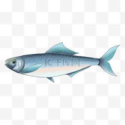 养殖水产图片_鲱鱼海底生物鱼类插画