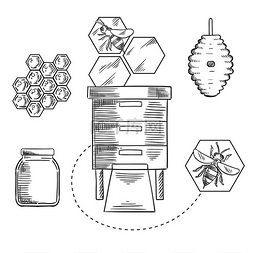 蜂巢草图设计，蜜蜂在蜂箱、蜂窝