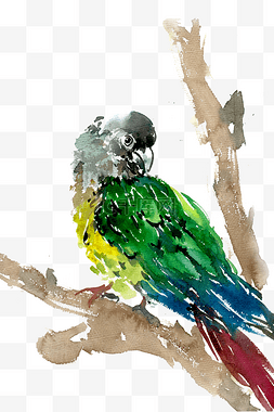 绿色的鹦鹉