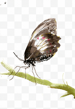 栖息的黑蝴蝶水墨