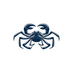 甲壳类动物图片_瓷蟹用钳子分离出蓝色的十足类甲