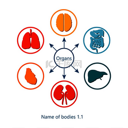 矢量身体器官图片_身体和器官的名称，带有圆圈和大