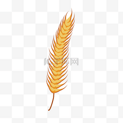 小麦的黄耳朵
