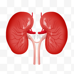 脏器医疗图片_人体器官内脏肾脏