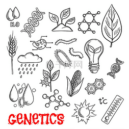 农业和遗传技术素描，包括玉米、