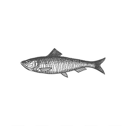 烟熏图标图片_咸鱼或活鲱鱼隔离单色草图图标矢
