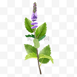 手绘水彩植物叶子图片_紫色花朵水彩植物叶子薄荷