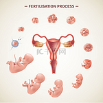 人类受精过程海报彩色海报以逼真风格的矢量插图描绘人类受精过程和胚胎发育的方案